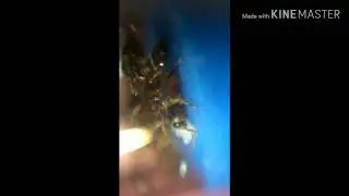 Макро мир Leptothorax Acervorum