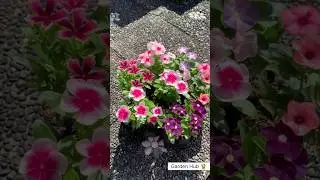 Rare Imported Vinca Flower Seed Online Shopping 🌱 #vinca #flowers #plants #garden