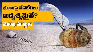 What If All BEES Disappear? | World Without BEE | T Talks