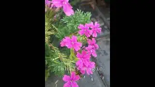 #pinkflower #flower #pink #ishalsmagic #plant #malayalam #floweringplants #floweringtips