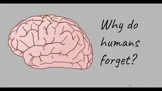 Why do humans forget things?