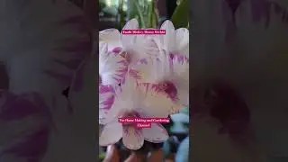My Orchid Collection - Dendrobium Enobi Mickey Mouse Orchid