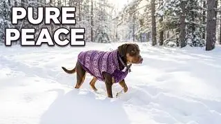 Winter Wonderland Walk with My Dog &ndash; A Peaceful Stroll in Michigan&rsquo;s Snow ❄️🐾