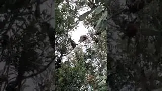 Eastern Koel is a brood parasite