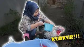 keistimewaan KURKUR ayam mbak kekeyi 