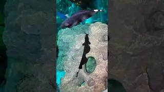 Todo lo que debes saber sobre el 🐟 Pez Cuchillo Fantasma o Black Ghost Knife Fish 🐟 #Parte1