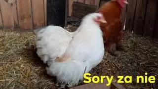 Moje stada rozpłodowe na 2020 rok