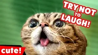 Try Not To Laugh at These Funny Cat Videos of 2016 Weekly Compilation | Kyoot Animals