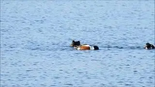 Vroege Vogels - Foeragerende slobeenden