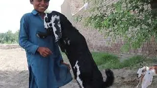 goat baby jumping, bakri ka bacha roti khaty howay