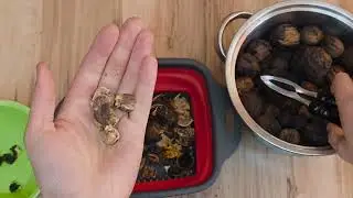 Walnuts picked and shelled myself 🥜