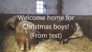 Christmas Simmental
