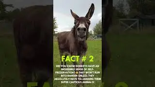 Did You Know Donkeys Are This Smart?