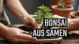 Wie Du Bonsai aus Samen erfolgreich gestalten kannst
