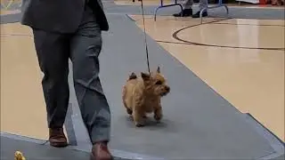 NORWICH TERRIER BEST OF BREED @ LODI NORCAL APR 16, 2022