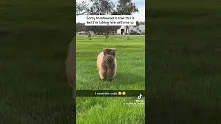 Cute fluffy cow #animals #viral #cute #fyp #cute #funny#cow #lol