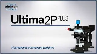 Ultima 2Pplus: All‑Optical Multiphoton Platform | Fluorescence Microscopy Explained