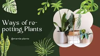 How To Re-pot Plants The Right Way