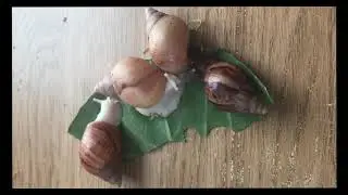 Meet My Giant Snails! - GIANT AFRICAN LAND SNAIL UNBOXING