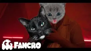 Shawn Mendes, Camila Cabello - Señorita (Cover Gatos)