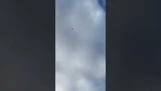 Alpine Swift, Moerdijk, The Netherlands, 4/10/2021