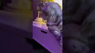 Добрая фея🪄✨