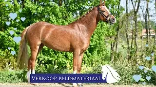 Verkoop Video en Foto's maken van je Pony -verkoop pony - * Hart voor Paarden *
