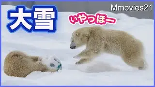 【Ценный отчет】 Потрясающе! Белые медведи ныряют и играют в снегу
