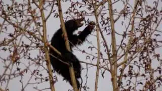 The Great Northern Forest Awakens