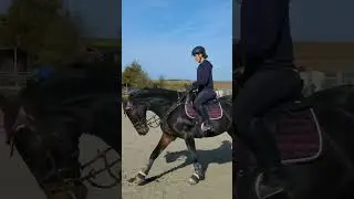 Part 3 💕🫶🏻 #pferdevorstellung #pferde #springpferd #reiten #pferdevlog #reitsport #equestrian
