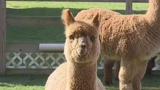 A tour of Hidden Spring Farm