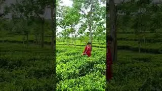 chai Bagan Assam // beauty of nature #new #viral #video #shorts
