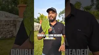 Most Talkative Parrot | DYH Amazon | #dyhamazon #amazonparrot #ShaikhTanveer