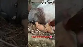 beautiful baby pigeon 🥀❤️