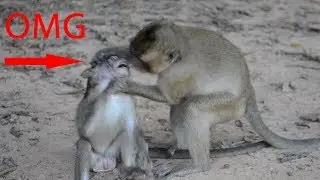 OMG ! why big monkey do like this on small monkey / Monkey post