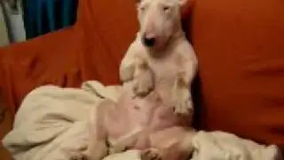 Naughty Bull Terrier...