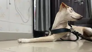 Time For Massage and Jimmy sleep barking 🤭😛 #PK011 #youtube #adoptdontshop #vlog #dog #love #love