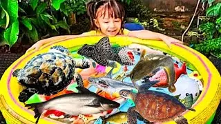 Mencampur Bibit Ikan & Ikan Besar Banyak Banget, Ikan Koi, Patin, Lele, Nila, Gurame, Koki,Kura kura