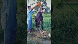 FAHRYA JAND /#beautifulhorse #horsedance #marwarihorse #nukrahorse #pakistanihorse #