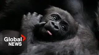 Baby gorilla recovering after rescue from Turkish Airlines cargo hold
