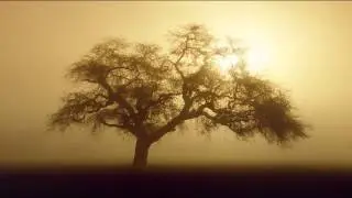 Altitude Music - Oak Tree