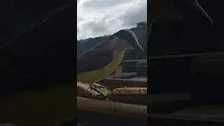 🇨🇷Pecho Amarillo (Bienteveo Com&uacute;n) / 🇺🇸 Great Kiskadee /🔍Pitangus Sulphuratus.