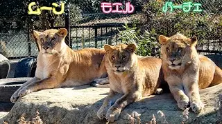 徳島動物園　😺親子ライオン😸2024年1月24日