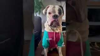 Spark Paws Haul Be Like?🤪