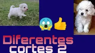Diferentes cortes de perros 2