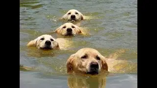 Puppies first time down at the pond