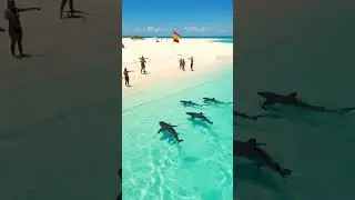Aerial Fin Patrol Over Sandbar