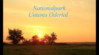 Nationalpark Unteres Odertal, Nationalpark Lower Oder Valley. Wildlife and Nature Photography