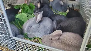 Обновление от Meat Rabbit Grow Outs