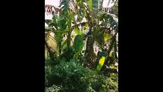 Morning Startup with Amazing train Horn / Sound|♪♪|Beautiful Morning| Bd Railway 🚝